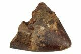 Tyrannosaur Tooth Tip - Judith River Formation #276440-1